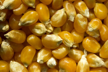 Macro photo of raw corn inside a glass jar.