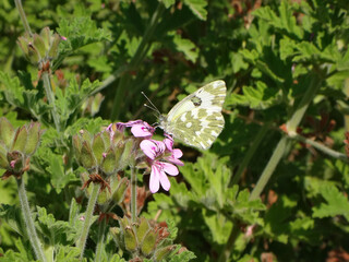 The eastern bath white (Pontia edusa) butterfly feeding on rose-scented on geranium flowers