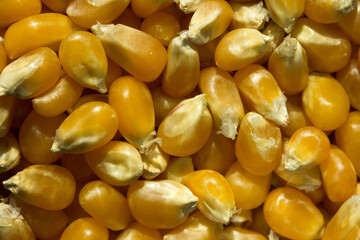Macro photo of raw corn inside a glass jar.