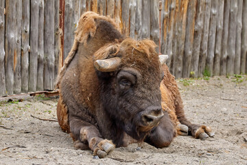 a large bison lying resting near a wooden fence