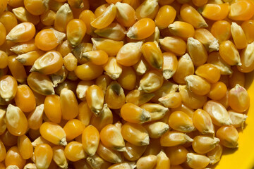 Photograph of top view of raw pop corn.