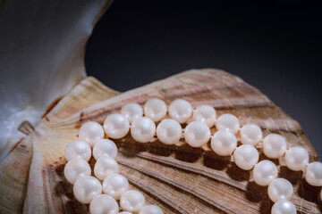 jewelry for woman made of white pearls beautifully arranged on a sea shell