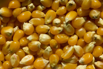 Photograph of top view of raw pop corn.