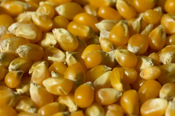 Photograph of top view of raw pop corn.