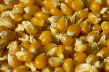 Photograph of top view of raw pop corn.