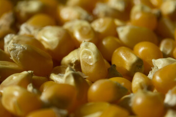 Macro photo of raw pop corn.