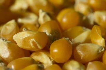Macro photo of raw pop corn.