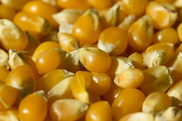 Macro photo of raw pop corn.