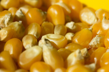 Macro photo of raw pop corn.