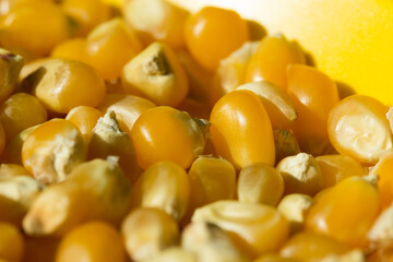 Macro photo of raw pop corn.