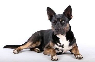 Pretty mixed breed German Shepherd with 2 different colored eyes lies in a white studio