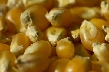 Macro photo of raw pop corn.