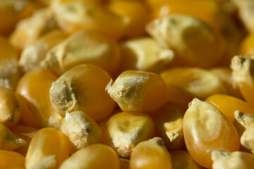 Macro photo of raw pop corn.