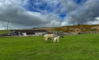 Sheep and its lamb are grazing in a lush green field under a cloudy sky close to  Back Lane,...