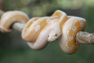 Phyton Albino in Branch