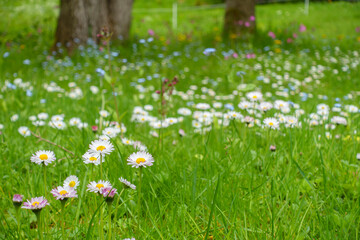 Frühlingsblumenwiese