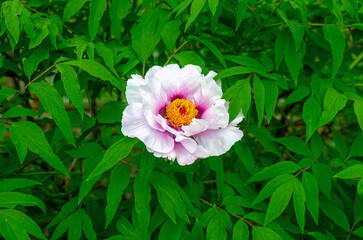 Blooming pink-white peony flower with delicate petals and a yellow center. Blurred green leaves.