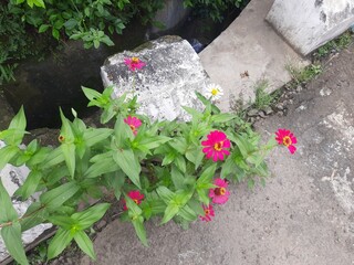 beautiful plant flowers