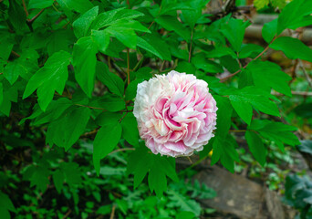 High angle view of blooming pinkish white peony flower with delicate petals. Blurred green leaves.