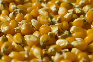 Photograph of top view of raw pop corn.