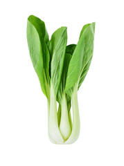 Bok choy, chinese cabbage transparent png