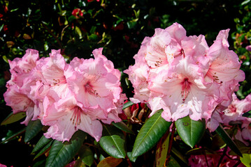 Rhododendron flowers on a sunny day blossom in the graden, Ireland