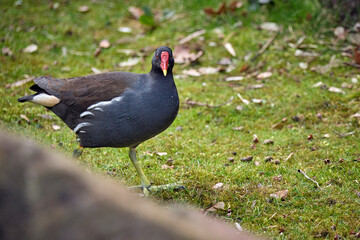 Obraz premium Teichralle ( Gallinula chloropus ), Teichhuhn.