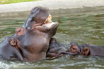 Ippopotami affetto