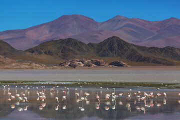 Flamingo in Bolivia