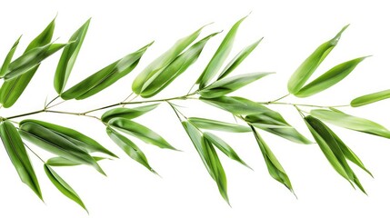 Fototapeta premium Fresh and green bamboo leaves isolated a versatile floral element