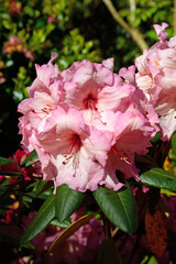 Rhododendron flowers on a sunny day blossom in the graden, Ireland