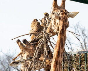 Giraffe