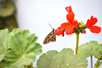 a beautiful monarch butterfly perched on a geranium flower in the backyard of my house