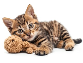 Fototapeta premium Bengal with a soft toy, engaging in playful antics, isolated white