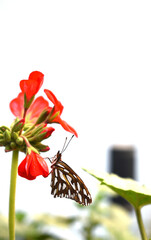 a beautiful monarch butterfly perched on a geranium flower in the backyard of my house