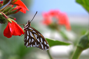 a beautiful monarch butterfly perched on a geranium flower in the backyard of my house