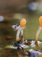 Seltener kleiner oranger Pilz des Jahres 2023, Sumpf-Haubenpilz (Mitrula paludosa) im Wassergraben