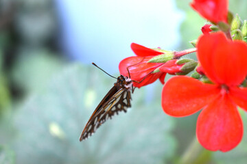 a beautiful monarch butterfly perched on a geranium flower in the backyard of my house