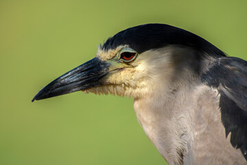 Night heron, Nycticorax nycticorax, grey water bird sitting, animal in the nature habitat, Brazil.