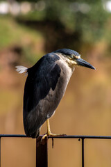 Night heron, Nycticorax nycticorax, grey water bird sitting, animal in the nature habitat, Brazil.