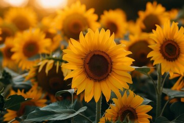 Fototapeta premium Sunflowers in full bloom in a field