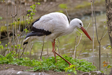 a large white stork walking along the shore