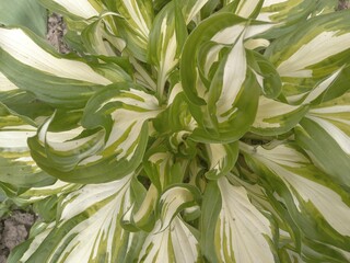 Green leaves background, fresh spring plant