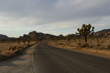 Joshua tree park California
