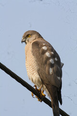 Shikra