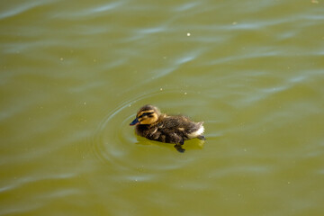 A little duckling is swimming in the pond