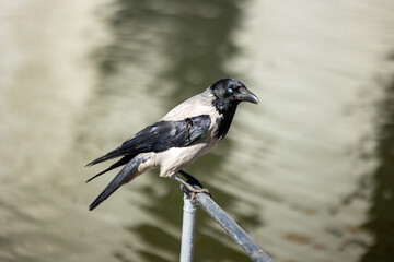 The crow is clinging to the metal railing by the pond and is looking at the camera - Powered by Adobe