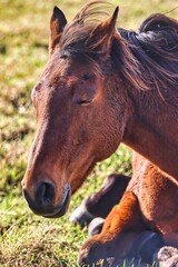 Obraz premium New Zealand