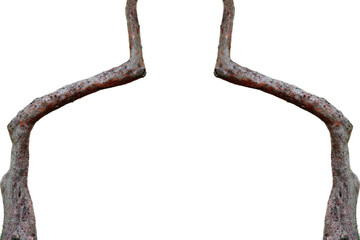 Branches of two big trees, white background