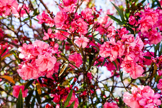 pink flower background, adelfa, Nerium oleander